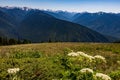 Hurricane Trail on Hurricane Ridge in Olympic National Park Royalty Free Stock Photo