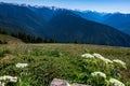 Hurricane Trail on Hurricane Ridge in Olympic National Park Royalty Free Stock Photo