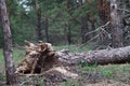 Hurricane uprooted tree in the forest. Fallen big pine