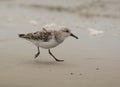 Hurried Sanderling