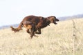 Hurrying dog