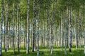 Grove of birch trees in summer with black and white trunks, green leafs and green grass on the forest floor