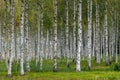 Hurst of green birch trees with white boles