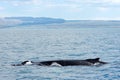 Husavik, Iceland - July, 2008: Whale watching Royalty Free Stock Photo