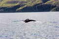 Husavik, Iceland - July, 2008: Whale watching Royalty Free Stock Photo