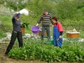 Husband, wife and her sister in picking chard Royalty Free Stock Photo