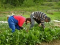 Husband and wife picking chard