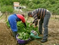 Husband and wife together picking chard Royalty Free Stock Photo