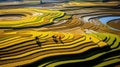 Vibrant Rice Fields In Vietnam: A Captivating Artistic Interpretation