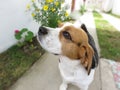 hush puppies profile close-up. blur background