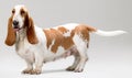 Hush Puppy Royalty Free Stock Photo