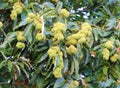 Husk on a chestnut tree branch