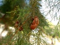 Husk of cicada on branch