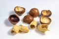 The husk of macadamia nuts and peanuts