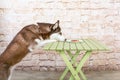 Husk`s dog steals a piece of sausage from the table in secret from the owners.