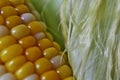 Husk, silk and kernel of corn