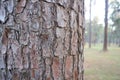 Husk tree or tree bark or pine tree Royalty Free Stock Photo