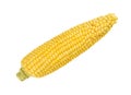 Husked cob of sweet corn, isolated, over white