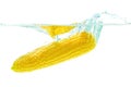 Husked Corn Cob Dropped in Water with Splashes Royalty Free Stock Photo