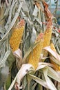 Husked field corn on corn stalks