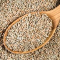 Husked rye grains in wood spoon closeup Royalty Free Stock Photo