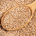 Husked Spelt wheat grains in wood spoon closeup