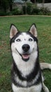 Huskey Royalty Free Stock Photo