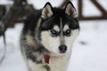 Huskey dog Royalty Free Stock Photo