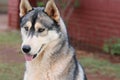Huskey Dog Thinking Royalty Free Stock Photo
