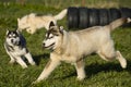 Huskey Royalty Free Stock Photo