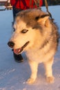 Huski dog on Yamal Peninsula Royalty Free Stock Photo