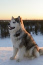 Huski dog on Yamal Peninsula Royalty Free Stock Photo