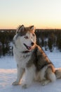 Huski dog on Yamal Peninsula Royalty Free Stock Photo