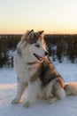 Huski dog on Yamal Peninsula Royalty Free Stock Photo