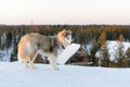 Huski dog on Yamal Peninsula Royalty Free Stock Photo