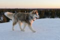 Huski dog on Yamal Peninsula Royalty Free Stock Photo