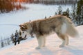 Huski dog on Yamal Peninsula Royalty Free Stock Photo