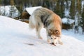 Huski dog on Yamal Peninsula Royalty Free Stock Photo