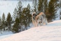 Huski dogs on Yamal Peninsula Royalty Free Stock Photo