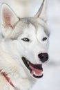 Huskie face Royalty Free Stock Photo