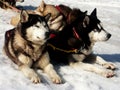 Husky psi na snehu
