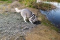 Huskies dog dripping a hole near pond Royalty Free Stock Photo