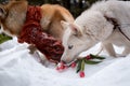Huskies with flower in the forest Royalty Free Stock Photo