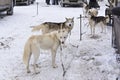 Huskies in Karelia waiting sled race