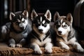 Huskies And Pups Lying On A Mat. Generative AI