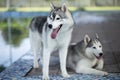 Huskies.