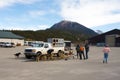 Sled dogs waiting to be transported to a glacier for the summer tourist season