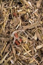 husks and red cobs left in the field after harvesting corn Royalty Free Stock Photo