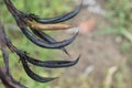 The husks and seeds of Harakeke, New Zealand flax.