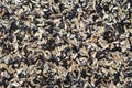 Husks from sunflower seeds background. Royalty Free Stock Photo